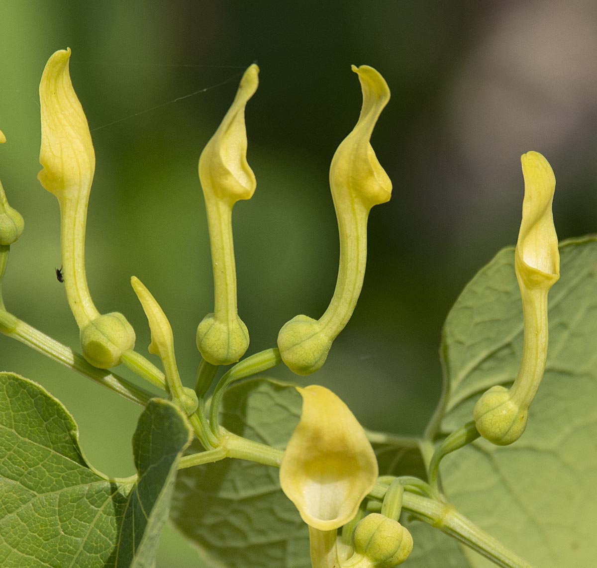 Ausschnitt: Blüten